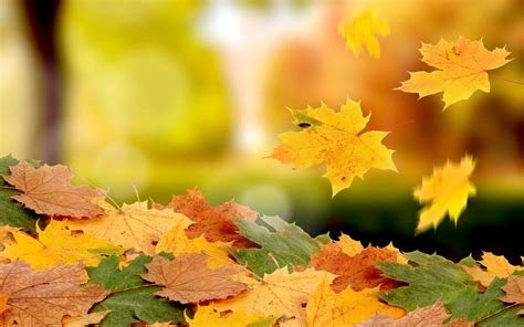 100 Fallen Leaves Wallpapers Wallpapers