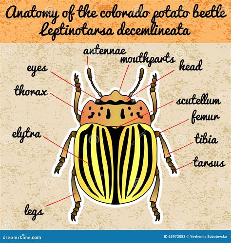 Insect Anatomy Sticker Colorado Potato Beetle Leptinotarsa