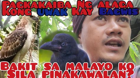 Ang Kwento Kong Bakit Sa Malayo Ko Pinakawalan Si Wacky At Acky At Ang