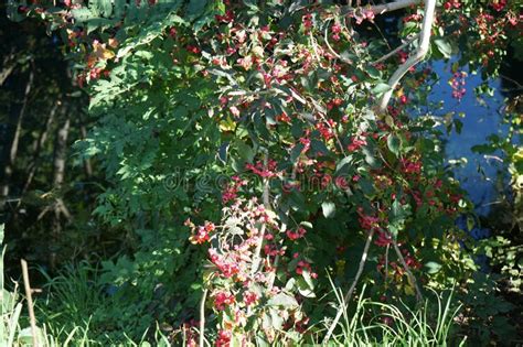 Euonymus Europaeus Grows In Autumn Berlin Germany Stock Photo Image