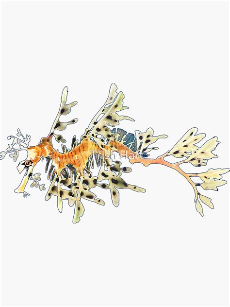 Leafy Seadragon Sticker For Sale By Hartpix Redbubble