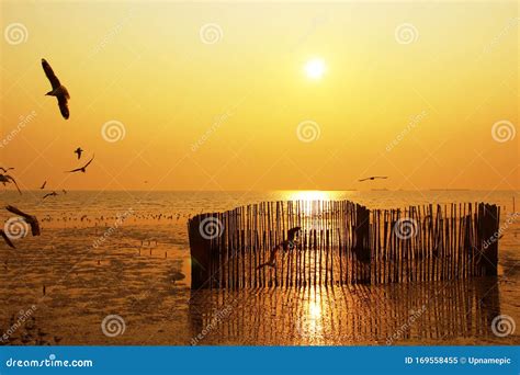 Beautiful Nature Landscape Sunset and Seagull Birds on the Beach. Stock ...