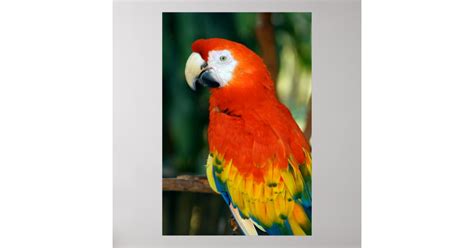 Scarlet Macaw Poster Zazzle