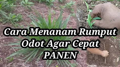 Cara Menanam Rumput Odot Agar Cepat Panen Dan Rimbun Youtube