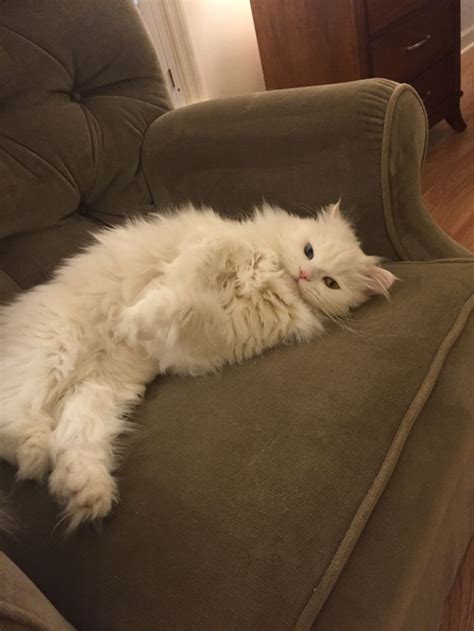 A White Cat Laying On Top Of A Green Couch