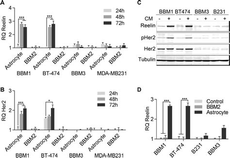 Expression Of Reelin Is Induced By Astrocytes Primary Breast Cancer