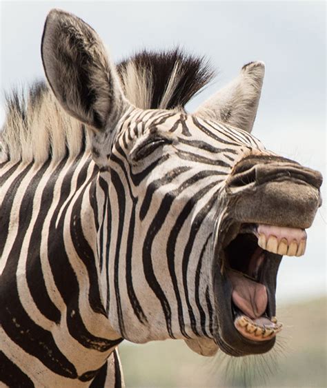 A Laughing Zebra Are These The Happiest Animals In The World