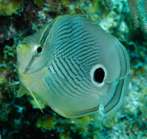 Ken Riddick Photography: Little Cayman Island Diving