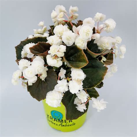 Eisbegonie Begonia X Semperflorens Doublet White