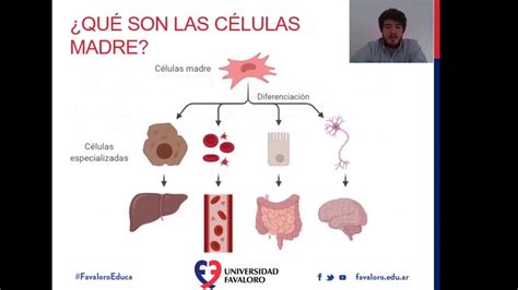 CÉLULAS MADRE Y REPROGRAMACIÓN CELULAR Enriquerubio net