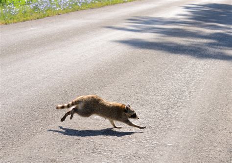 WHAT ANIMALS GET HIT BY CARS THE MOST? – Give Wildlife a Brake