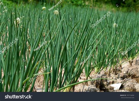 Onions Tree In The Vegetable Garden Stock Photo 197716694 Shutterstock