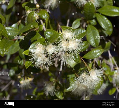 Eugenia Paniculata Hi Res Stock Photography And Images Alamy