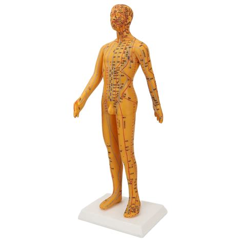 Cm Human Body Acupuncture Model Man Chinese Medicine Teaching