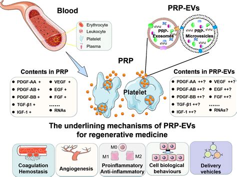 Cell Proliferation Cell Biology Journal Wiley Online Library