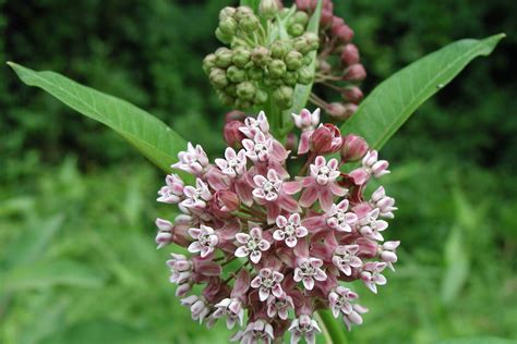 Plant Milkweed For Monarchs In Minnesota