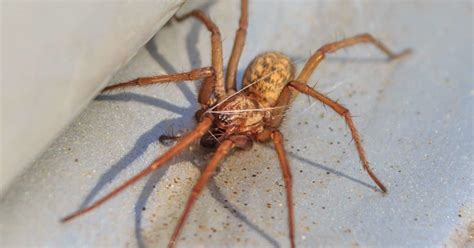 Female Hobo Spider Identification