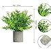 Weldomcor Lot De Mini Plantes Artificielles D Eucalyptusen Pot