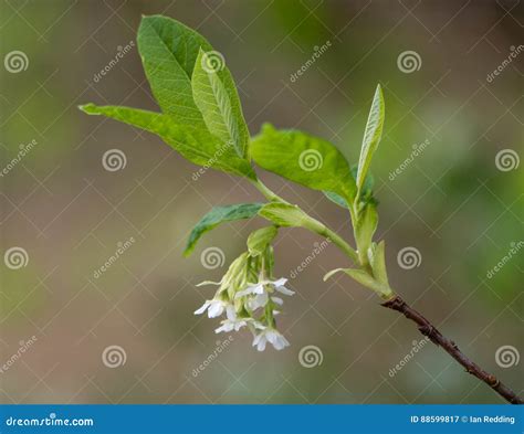 Oso Berry Aka Indian Plum Oemleria Cerasiformis Flowering Stock Image