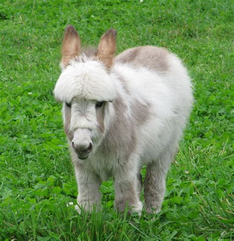 Fluffy Miniature Donkey : r/aww