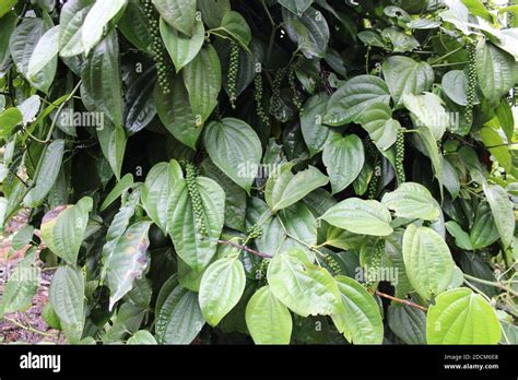 Black Pepper Plant With Green Berries And Leaves Kolli Hills Tamil