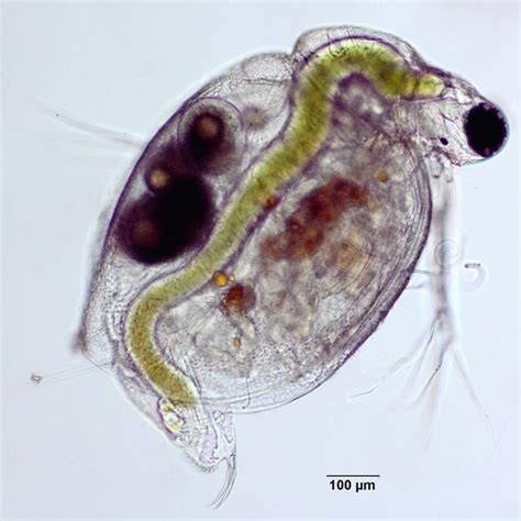 Ceriodaphnia Dubia Alchetron The Free Social Encyclopedia