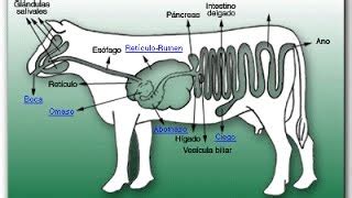 Post impresionismo bolígrafo vamos a hacerlo sistema digestivo bovino