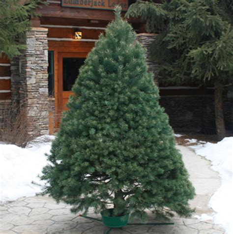 Scotch Pine Christmas Tree - Denver Christmas Trees - Fresh Cut ...