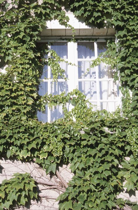 How To Grow Ivy Up A House at Eileen Perry blog