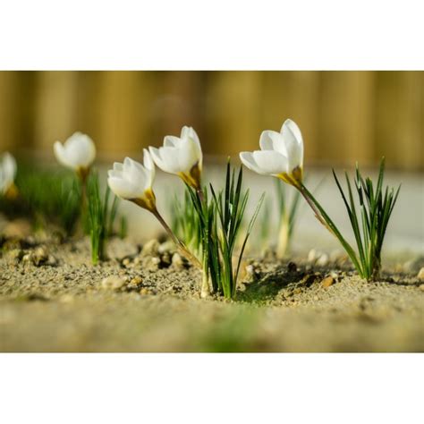 White Crocus bulbs - Price €3.50