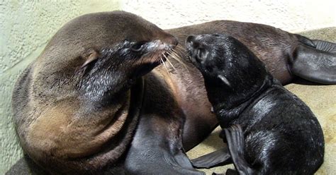 Rare Northern fur seal gives birth to pup