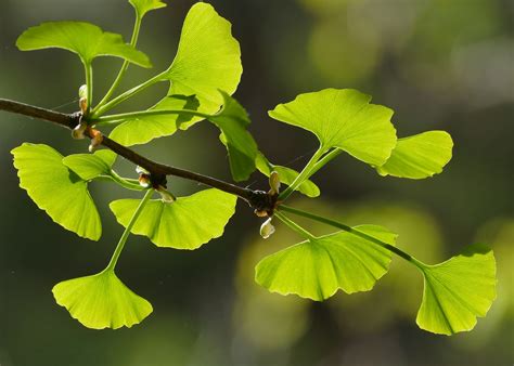 El Ginkgo Biloba Beneficios Y Contraindicaciones