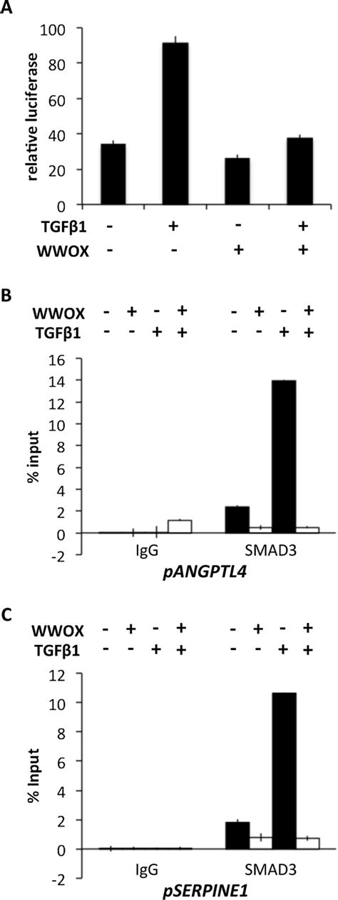 WWOX inhibits TGFβ dependent transcription and decreases SMAD3