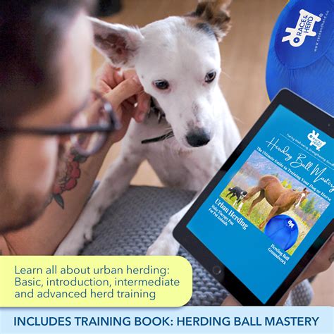 Herding Toys For Cattle Dogs at Taylah Cayley blog
