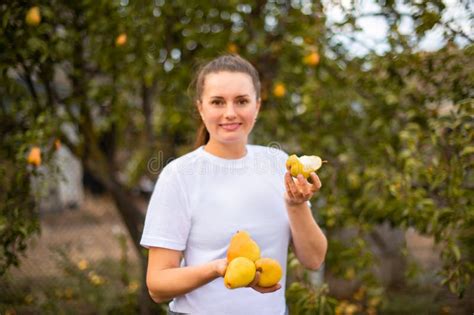 Experienced Woman Farmer Harvests Pears On Her Own Small Eco Farm