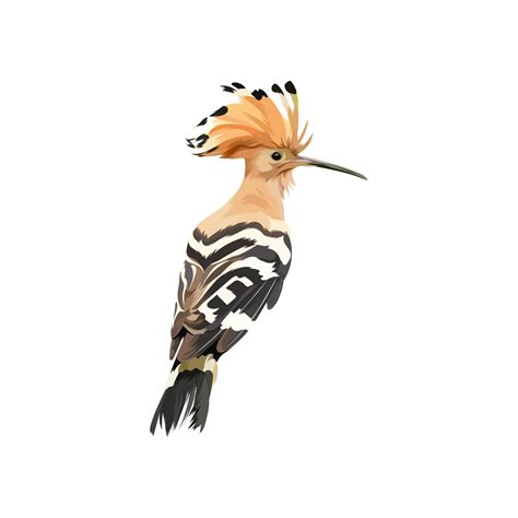 Hoopoe Eurasia Bird Vector Illustration 13511298 Vector Art At Vecteezy