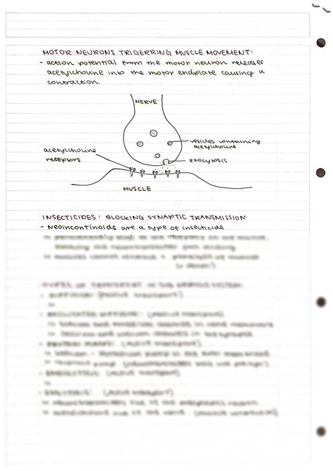 SOLUTION Nervous System IB Biology HL Notes Studypool