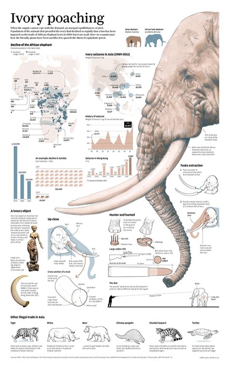 Ivory poaching on Behance