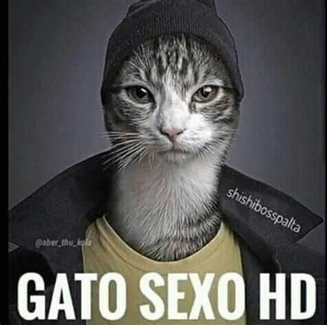 GATO SEX HD Memes divertidos Imágenes graciosas Meme gracioso