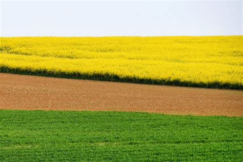 Photos Nord Meusien Les Champs De Colza De Meuse Sont En Fleur