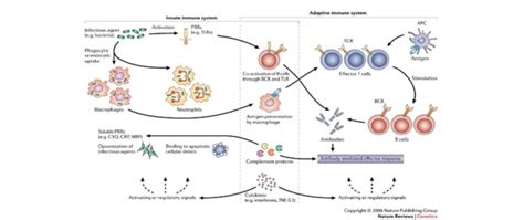 Innate And Adaptive Immune Response Against Gram Negative Bacteria