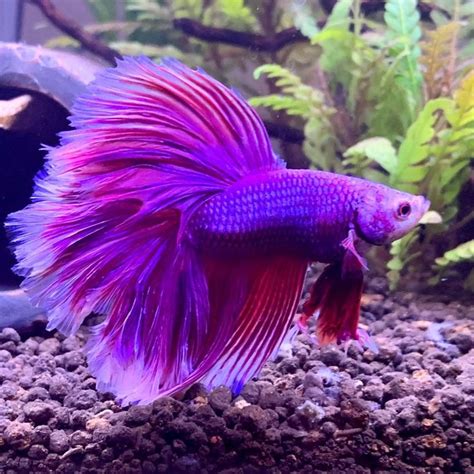 Pin on Betta fish | Pet fish, Betta fish tank, Cool fish