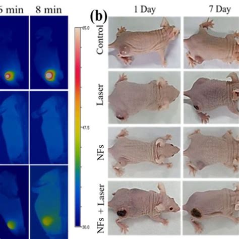 Thermal IR Images Of The 4T1 Bearing Nude Mice After Intratumoral