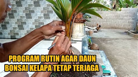 Program Rutin Bonsai Kelapa Agar Daun Tetap Terjaga YouTube