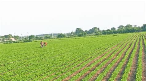 Kharif Sowing Picks Up As Gujarat Stays Rain Deficit India News The