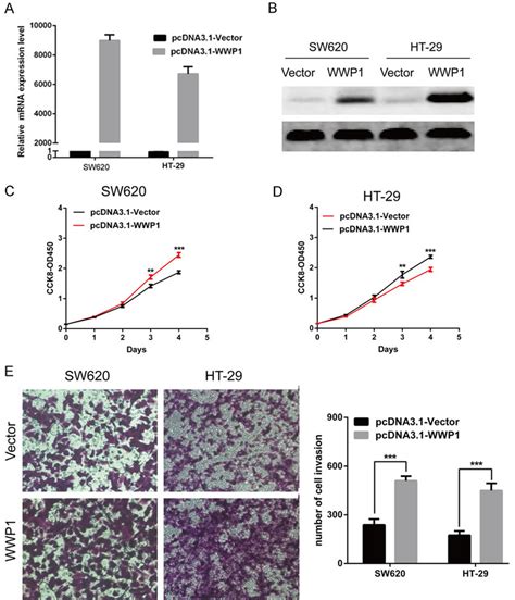 Overexpression Of Wwp1 Promoted Migration And Invasion In Crc Cell A