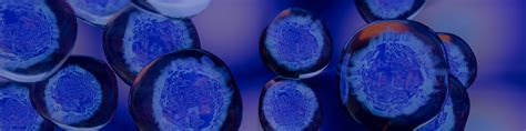 bambanker serum  cryopreservation media