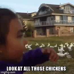 All Those Chickens GIFs - Get the best GIF on GIPHY