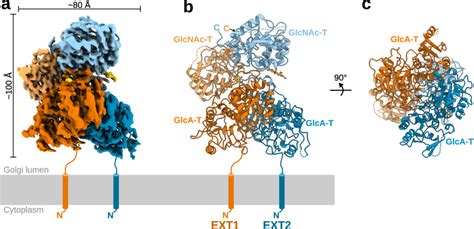 Structure Of The Human Ext1 Ext2 Complex A Em Map Of The Hetero Dimeric Download Scientific