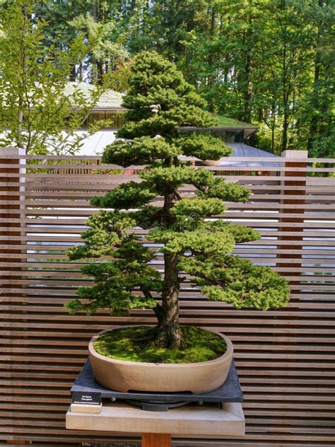 Bonsai tree of pine stock image. Image of tree, garden - 108131537